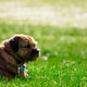 Image for article titled Shooting Challenge: Dog Days of Summer